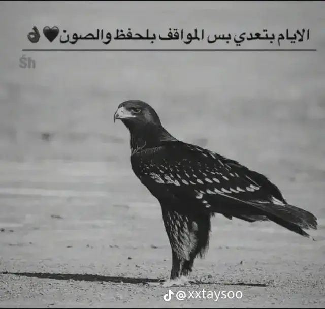 #explore #🇯🇴🇯🇴🇯🇴🇯🇴🇯🇴🇯🇴🇯🇴 #عالم_تيك_توك #اكسبلور 