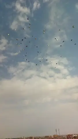 الروقان🕊️♥️@Moustafa Mohamed Farida Assem #غيه_الحمام #حمام #السويس #fyppppppppppppppppppppppp #الشعب_الصيني_ماله_حل😂😂 