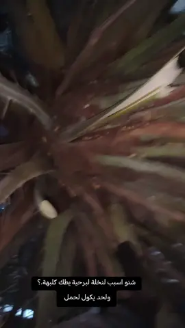 شنو اسبب🤔#نخلة🌴 #العراق #اطويريج #همام_الشامي 