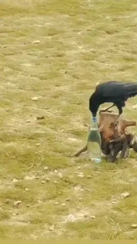 راحه نفسيه .#لايك #اكسبلورexplore #القران_الكريم_راحه_نفسية😍🕋 #اكسبلورر #لايك__explore___ #foryou #viral #f 