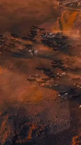 #عاشقه_الخيل🐎❤ #خيل_وخياله🐎 #تصميم_فيديوهات🎶🎤🎬 #الشعب_الصيني_ماله_حل😂😂 #اكسبلور 