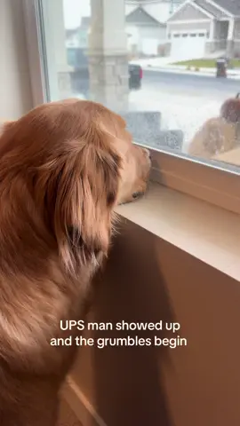 He really showed that UPS man who’s boss #dog #dogsoftiktok #funny #fyp @UPS 