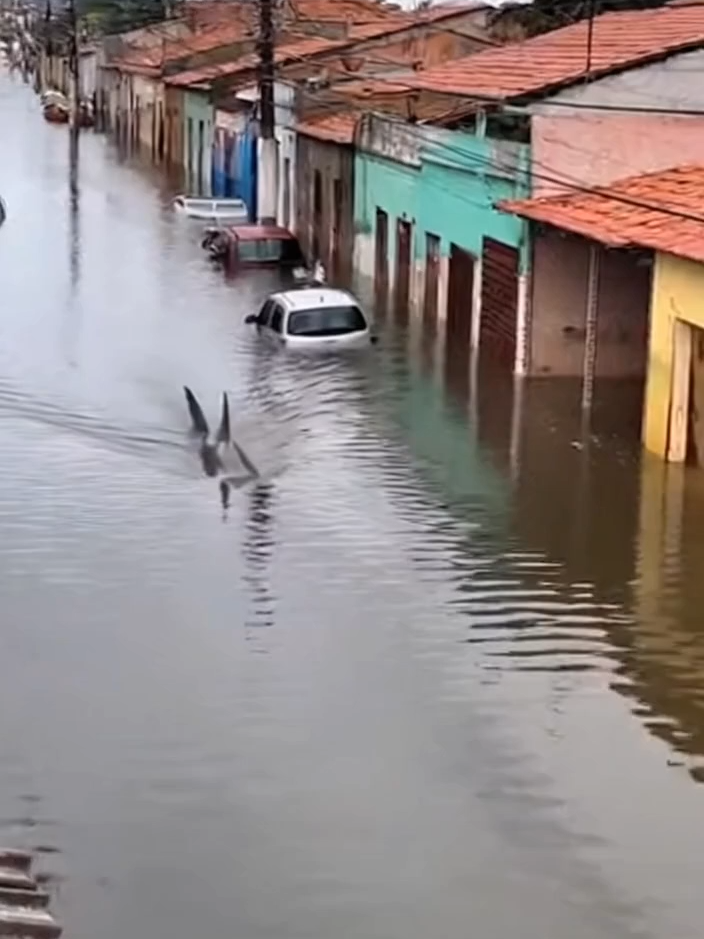 Tubarão é visto em Enchentes no litoral da Bahia. #foryou #entretenimiento #enchentes #temporal #chuvasnabahia