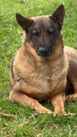 When your dog is tough until a leaf moves and suddenly he’s shy again 🐶😂 #FunnyDogs #DogComedy #PuppyHumor #DogOwners #DogLife 