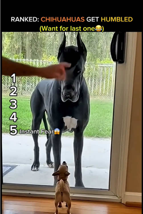 RANKED: CHIHUAHUAS GET HUMBLED 😭🐶 #funnydogs #dogshorts #chihuahua