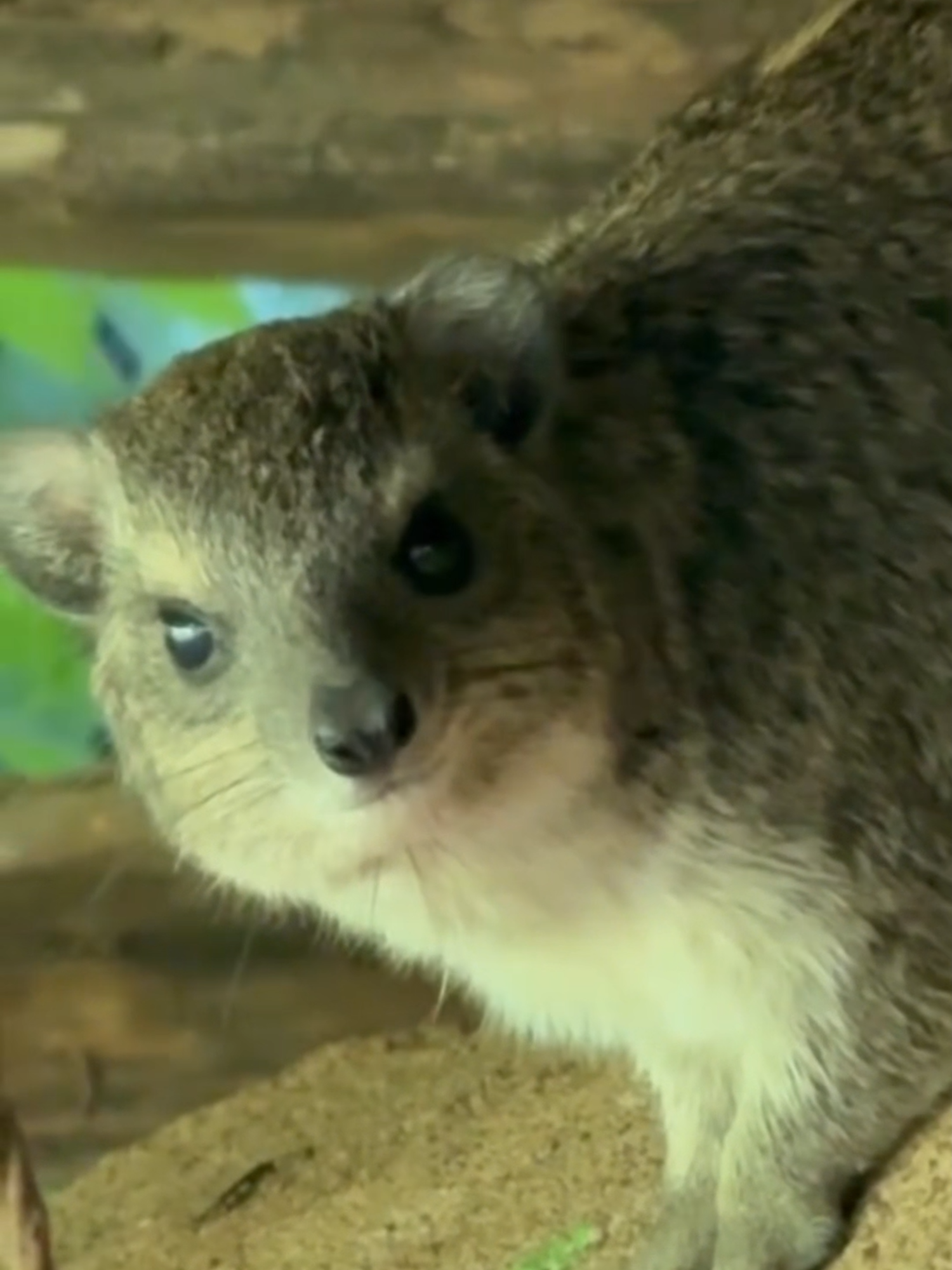 cute awawa 🗣️😔 Day 277 #awawa #hyrax #cuteanimals #hyraxcore #daily