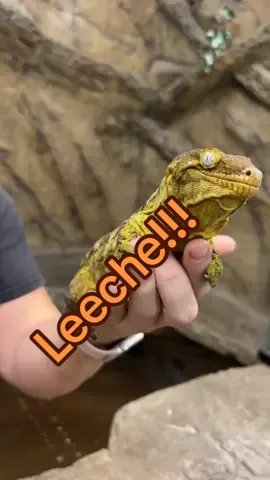 When we’re working at the zoo we get to see all sorts of crazy things 😳 Today we even saw a leech pooping! Believe it or not these little guys are way more fascinating than people give them credit for. Sure they’re famous for being bloodsuckers but that’s only part of the story. There are around seven hundred known species of leeches worldwide and here’s the wild part they have thirty two body segments each with its own cluster of nerve cells kind of like mini brains 🤯 No wonder they are such efficient feeders. With all those segments working together they can stretch grip and navigate with surprising precision. That is a lot of brainpower to keep track of and it means they definitely need plenty of nutrients to keep going!
