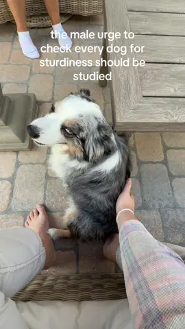 #tough #sturdy #dog #aussie 