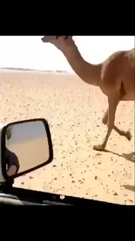 جه جه جه جوههه#الابل #الشعب_الصيني_ماله_حل😂😂 #ياذتسر_اللهـ🤍🤍 