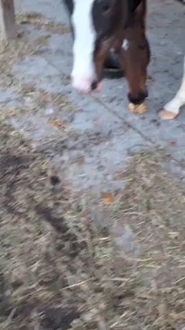 Sharing is caring 😁  #horsesontiktok #equestrianlife #sharing 