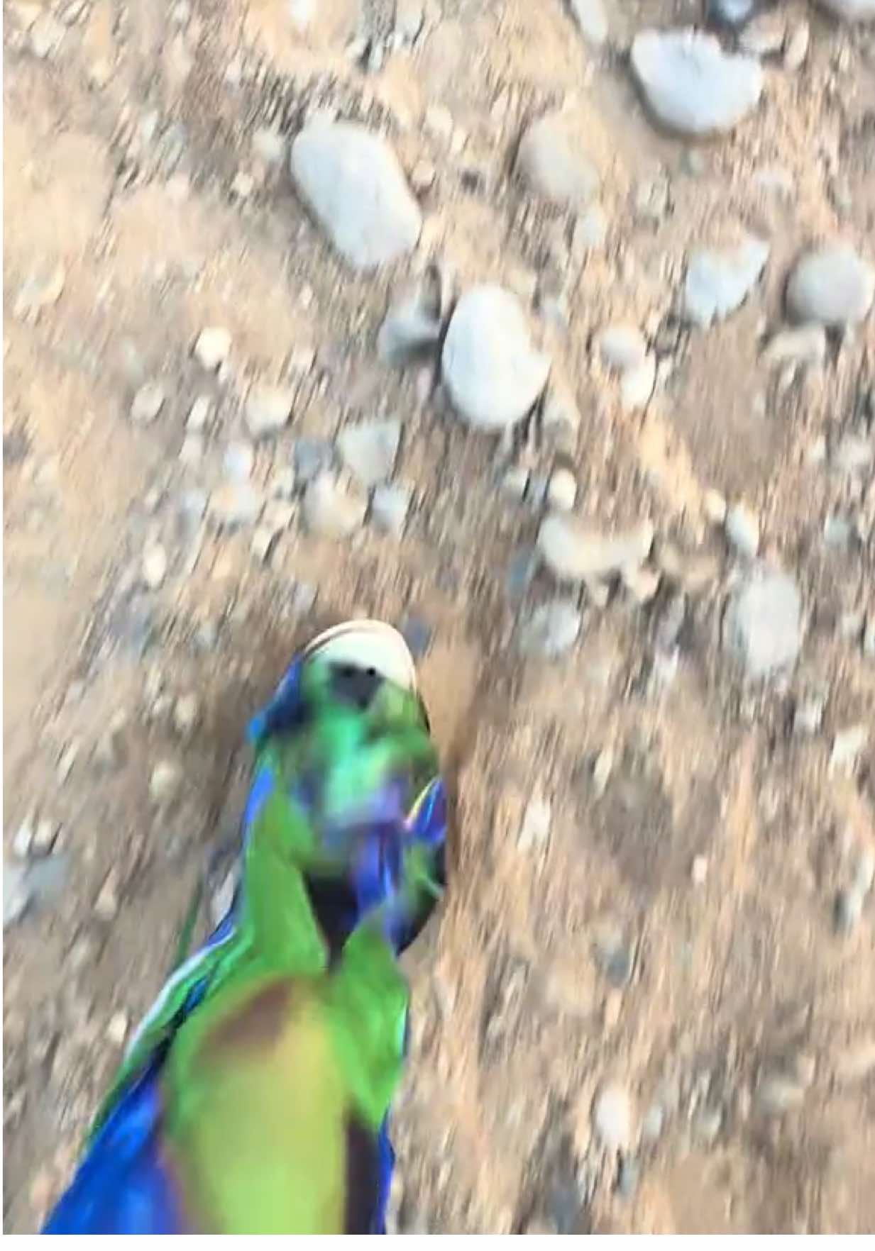 seien wir mal ehrlich, die healingjourney reise ist hiermit offiziell bestanden🤝. Sukran Egypt für die wundervolle und unvergessliche zeit 🐈💛 (entwurfvideo)