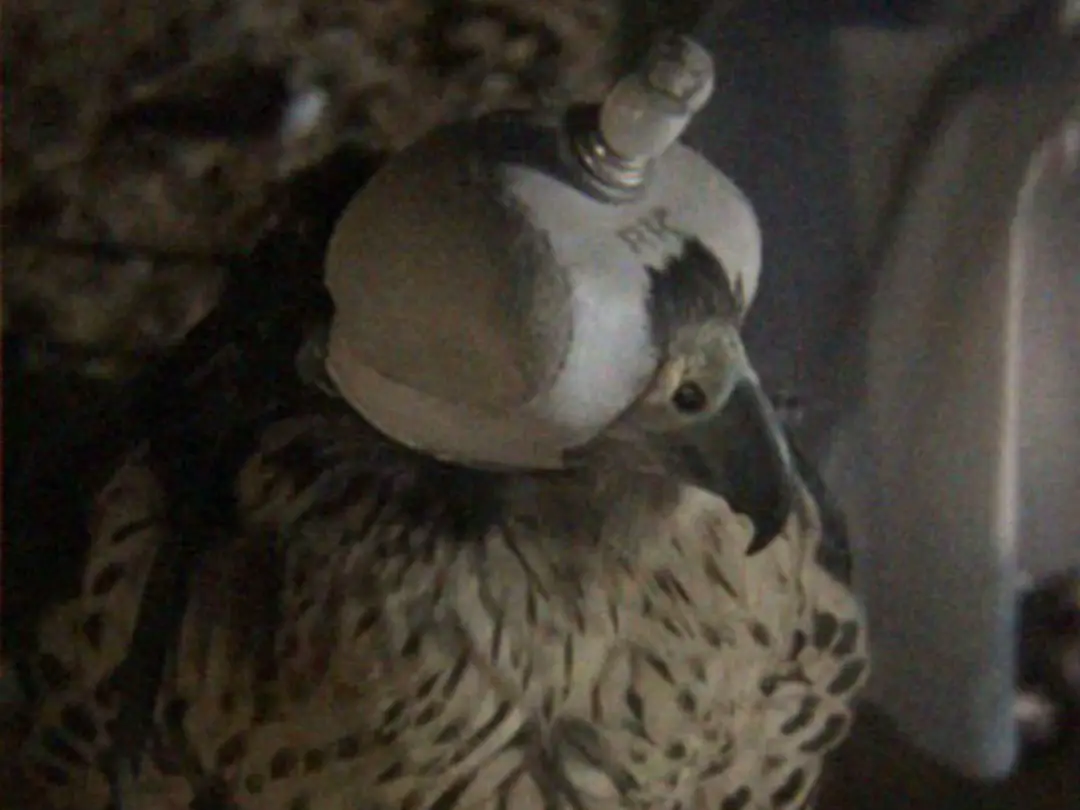 شدو بدو قلبي عن ديار قلبك والبدو لاشدو عن ديار بيطون             - وليا انشدوك الناس وش كان ذنبك قول البدو لاعافو القاع يمشون