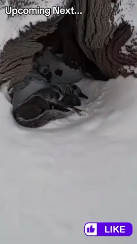 A Story of a Rescued Wolf Family #wolf #rescue #wholesome #puppy 