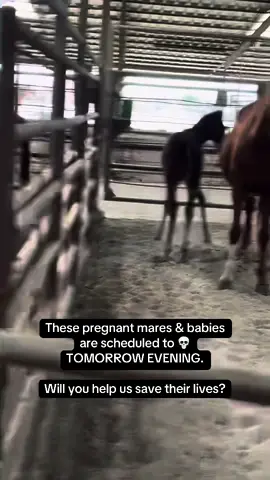 😱 Abandoned & BETRAYED 13 Bureau of Land Management Mustangs and their 8 babies find themselves dumped in a k!ll pen. The adults will be headed to Mexico Tuesday Nov 26th around 6pm CT to meet the most cruel end. The babies will be left weak and alone to get sick and be passed from auction to auction until they’re big enough to ship too. Will you help us save them and give them a future in FREEDOM instead? We have the funds to save 7 out of the 21 so far… HERE’S HOW YOU CAN HELP: ❤️this post. ✈️ share. 💬 leave a note. 💰 make a donation- EVERY SINGLE dollar counts and adds up to save lives!!!!!! ⬇️How to donate⬇️ -  Card: Tap the link in our bio & click the “Emergency 🚨 SAVE 21 MUSTANGS FROM SHIPPING TO SLAUGHTER” button! -   Venmo: @ Nirvana-Mustang-Sanctuary (NO profile picture and NO dash at the end, watch for scam accounts!!) -   Zelle: (936) 661-7689 -   PayPal: Info@nirvanamustangsanctuary.org -   Cashapp: $NirvanaMustangSanct -   Check: Nirvana Mustang Sanctuary PO Box 10 Atlanta, TX 75551 Nirvana Mustang Sanctuary is a registered 501c3, all donations are tax deductible! EIN: 87-6699234