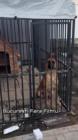 Ne antrenam ‼️🐺🐺🐺#สโลว์สมูท #fypage #fypシ゚viral #fypageシ #fypシ゚ 