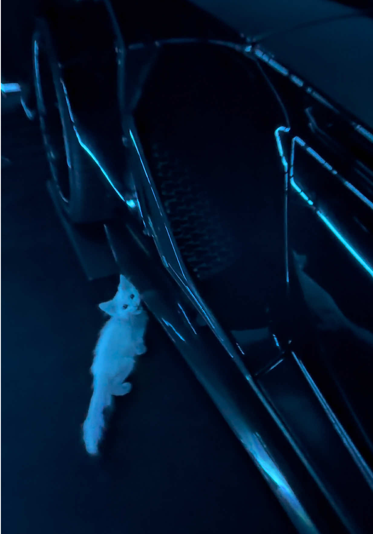 It’s his Lambo now #fyp #kitten #lamborghini #cat 