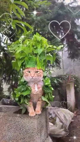 Tuff ahh cat (song: ilyTOMMY - sick & tired 3) #ilytommy #hoodtrap #catsoftiktok #cute #tiktok 