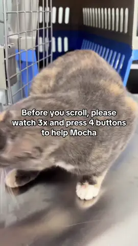 Update: Her earbuds were hurting… triple negative test… and we were rushing to the vet. Then I saw her trying to reach us, so weak and lost. I keep wondering: Did I do the right thing taking her off the street? But in that moment, I just couldn’t walk away. 💔 Support her journey — link in bio. Every pledge means the world.