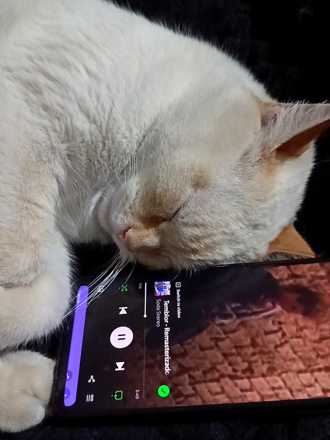 Black 57 | Soda Stereo - Cuando Pase El Temblor  #sodaestereo #cuandopaseeltemblor #gato #foryou #foryoupage  @Soda Stereo 