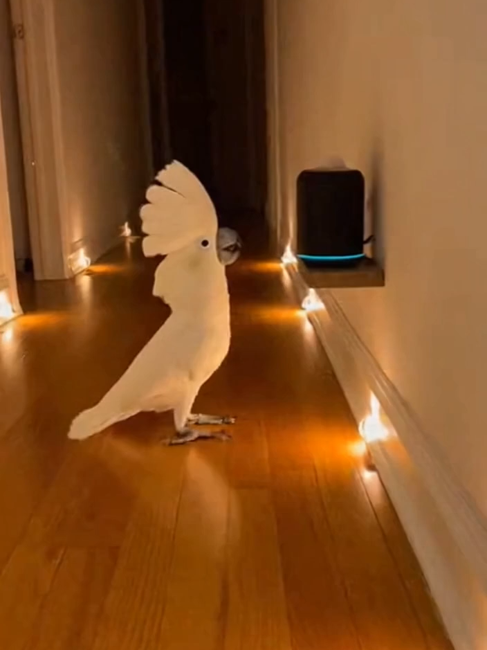 Babagai’s 2AM Disco Party 😂🦜💿 #FunnyParrot #AlexaDance #ViralShorts #CockatooChaos #LateNightComedy