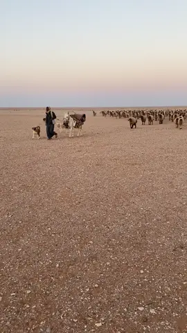 #هيف_سلامه #هيف_الرويلي #مجرمهم #شديد_البدو #مشالله_تبارك_الله 