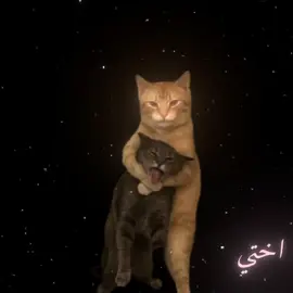 #اختي #كسبلور❤️❤️❤️🌸حسابي @مًـلَآکْ|١٤٤٦هّ‍ • منشن 