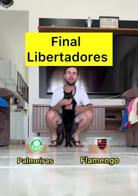 Final da Libertadores da América com o Milu o gato vidente #miluogatovidente #libertadores2025 #finaldalibertadores2025 #palmeiras #flamengo 