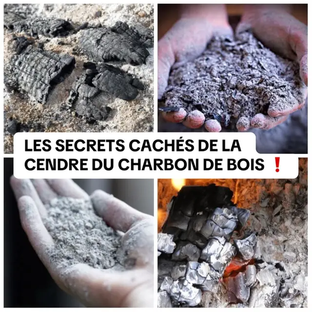 LES SECRETS CACHÉS DE LA CENDRE DU CHARBON DE BOIS ❗    La cendre du charbon de bois que vous obtenez après avoir préparer de façon locale vos nourriture a des vertus spirituels très puissant 😇🤲🙏 1- Ton Mari est un coureur de jupon professionnel , malgré qu'il sait que tu es au courant , il ne veut pas arrêter 😑         Que faire pour stopper ❓   Prend la cendre d'hier du charbon de bois , tu frottes ça sur tout ton corps sous la douche , tout en fessant tes vœux , parles de ton intention pour que ton corps soit le seul que ton mari touche et apprécie . Après tu te rincez avec de L'eau salé : à faire pendant 3 jours sans rapport  2- Ta femme est une femme passe partout , elle t'a déjà trompé , mais tu l'aimes toujours. Tu as décidé de pardonner mais tu n'as plus confiance , tu es toujours dans le doute 😤          Que faire face à cette situation ❓ Prend la cendre , tu frottes bien sur ton pénis et tu parles dessus , tu fais tes vœux , et puis tu te rinces avec de l'eau salée 1h de temps avant le match ! 3- Tu es bloqué dans ta vie , plus rien ne va , malchanceux partout , ta vie est bizarre remplie de déceptions sur tout les plans 😢           Que faire ❓ Chaque soir au couché pendant 7 jours. Frottez la cendre sur le front , sur le cou , les bras , sur les mains et les pieds jusqu'à la pomme des pieds   laisser sécher 1 à 2 Minutes sur vous , puis se rincer avec de l'eau simple !    4- Tu souffres des maladies invisibles , mystique. Tu te sens malades mais à l'hôpital les analyses ne voient rien toujours négatifs .Mais physiquement tout le monde sait que tu es malade mais la cause réelle reste méconnaissable 🥲           Que faire pour trouver la guérison ou connaître la cause ❓  Fais un bain de 7 jours avec la cendre et tu ajoutes un peu d'huile d'olive dans l'eau pour te rincer chaque soir au couché ou soit chaque matin !   Constatez moi directement sur WhatsApp pour toutes vos différentes problèmes mon numéro WhatsApp est sur ma profit merci 