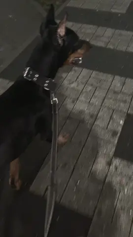 Дизель❤️‍🔥#доберман #добер #собаки #рекомендации #питомцы 