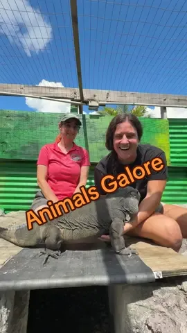 I get to see a lot of interesting things in my line of work. I have the dream job of working with cool animals every single day 🦎. Be they monitors, snakes, or alligators, I get to handle and work with some of nature's craziest animals. But some animals are crazier than others, like this one here. Pied alligators have a unique genetic mutation that results in partial albinism, but because of the small blotches of pigment along their bodies, they are not true albinos 🐊. One really fascinating thing about pied gators is that their patchy coloring actually gives them better camouflage than fully albino alligators, which means they have higher survival odds in the wild. They also have incredibly unique patterns, and the one I handled today even has blue eyes, which is extremely rare and absolutely beautiful 🤩