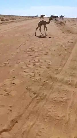 يا عظيم الرجاء عالم خفي السراير #البدو #شديد_البدو #حرش_العراقيب #البل_عطايا_الله 