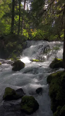 Gliding from one side to the other of Pearsony, the water whispers its wild poetry, revealing every curve of its natural beauty and the serene, moss-covered world that cradles it.