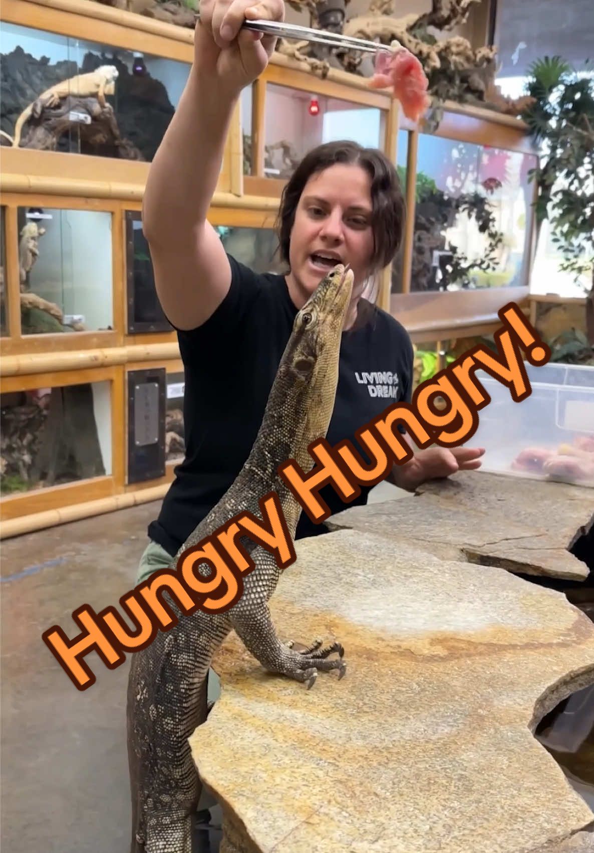 Will it be chicken? Will it be salmon? Will it be steak? All of the above?! 🍱 Our monitors do not play favorites when it comes to food they will eat anything you put in front of them. Fabio here, one of our biggest and hungriest monitors, has been with us since hatching from a tiny egg 🥚 Over the years he has enjoyed all kinds of meals from fish to poultry to tasty insects and he is thriving like a true king of the reptile room 🦎 Monitor lizards are incredible predators. They have super strong jaws sharp claws and intelligence that rivals some mammals. Fabio might be huge and hungry now but he started life tiny and curious just like the rest of them. Living his best life is an understatement he loves it 😎✨