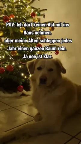 #christmas #weihnachten #2025 #dog#hund 