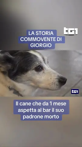 Nel Ferrarese, ha commosso tutti la storia di #Giorgio: il #cane che, a un mese dalla morte del suo padrone, ogni giorno torna ad aspettarlo al bar dove andavano sempre insieme. #Tg1 Simona Giampaoli 
