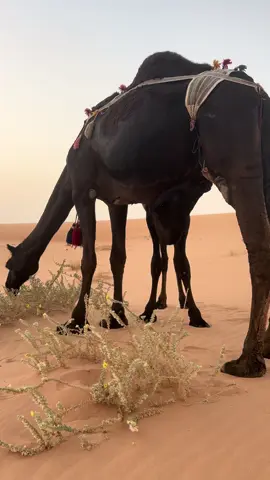 #الربع الخالي#يام #حمراء نثيل#نكعه #الجلده #شروره #نجران #خجيمه #المملكه العربيه السعوديه