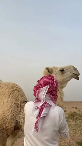 النذل نذل ماعمرا العهد ايصون 🔥👋.  #شعراء_وذواقين_الشعر_الشعبي #شتاوي_وغناوي_علم_ع_الفاهق❤🔥 #تصميم_فيديوهات🎶🎤🎬 #سبها_ليبيا_الجنوب_الليبي #اجدابيا 