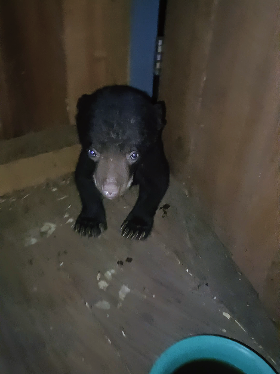 anak beruang 🐻 guys, hati2 kalau ketemu di hutan 😁 #beruang #kalimantan 