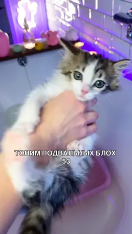 🤸🏼‍♂️ищет домик🤸🏼‍♂️