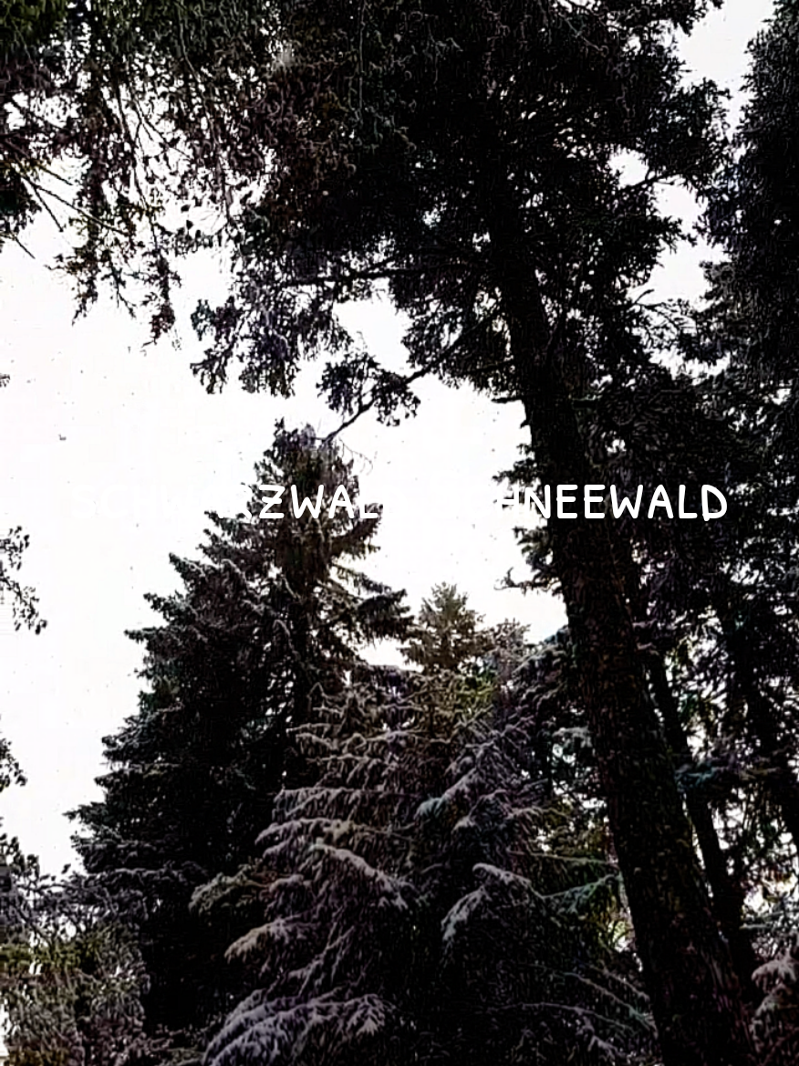 Schwarzwald schneewald zauberwald #germanhikers #blackforestgermany  #snowland 
