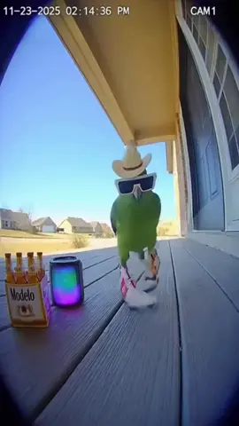 #aivideos #parrot #ringdoorbell #zapateado #periquito 