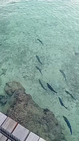 Ikan Bobara masih berputar