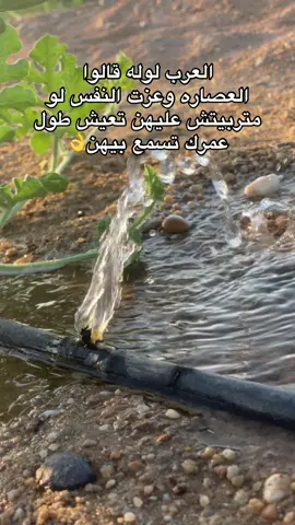 #العرب_لوله_قالو☝ #شتاوي_وغناوي_علم_ع_الفاهق❤🔥 #بدو_المنيا_مطروح_سيناء_البحيرة_الفيوم💙 #ولد_المنيا_العبيدي 