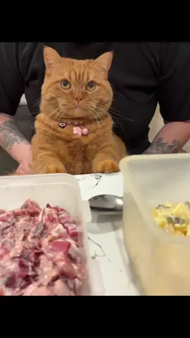 #котокафе #котысмешные #котыприкол #пожелания #застолье 