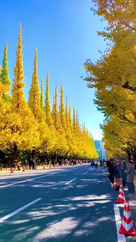 🍂  #fyp #trending #japan #tokyo #秋 