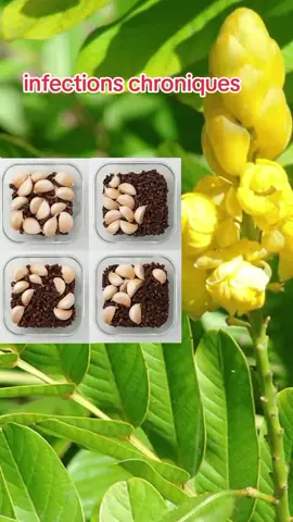 #france🇫🇷 #côtedivoire🇨🇮 #angleterre🇬🇧 #allemagne🇩🇪 #centrafriquetiktok🇨🇫🇨🇫🇨🇫🇨🇫🇨🇫🇨🇫🇨🇫🇨🇫 