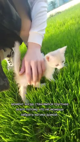 SO CUTE!! #котик #котики #коты #кошки #животные #грустно #момент #Рекомендации #fyp 