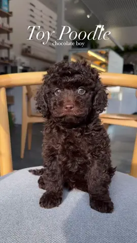 #poodle #furrytiktok #poodlelife #puppytiktok 