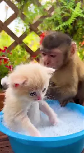 cute baby bathing cat😂😂 #fyp #viral #monkey #sora #ai 