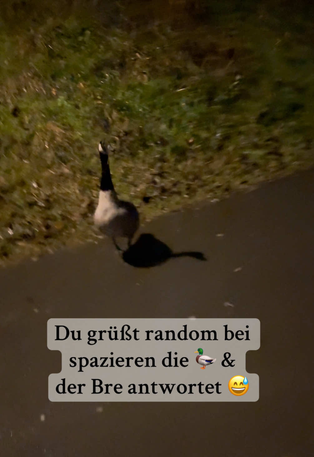 Brudi war sofort im Gesprächsmodus 😭🦆 #fyp #justforfun #lustig #animals #randommoments 